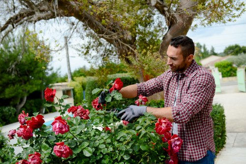 Gardener tending to plants in Rozelle