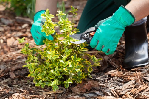 Garden tools and healthy plants ready for planting