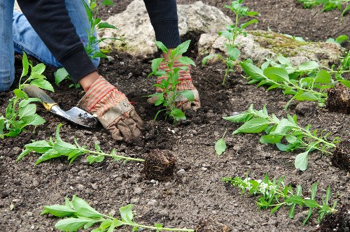 Bellbowrie garden center with diverse plant selections and gardening tools