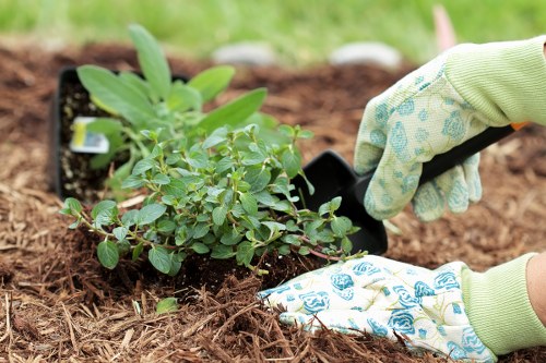 Climate impact on gardening in Bardia with sunny skies