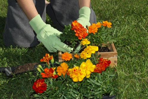 Variety of popular plants suitable for Doncaster's climate